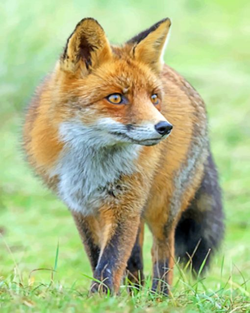 Red Fox In The Forest paint by numbers