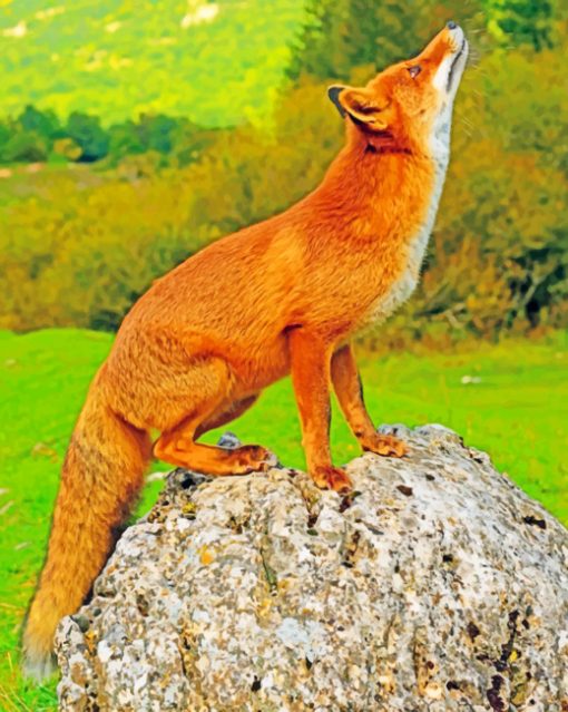 Red Fox On A Rock paint by numbers