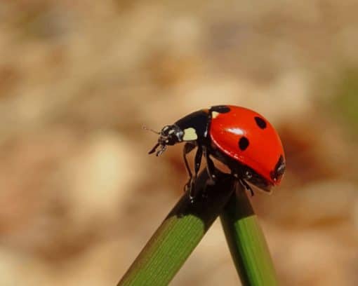 Red Little Ladybug On Green Leaf paint by numbers