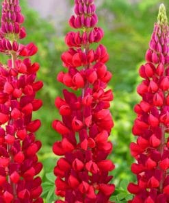 Red Lupine Flowers paint by numbers