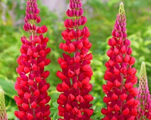 Red Lupine Flowers paint by numbers