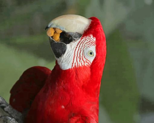 Red Macaw Parrot Bird paint by numbers