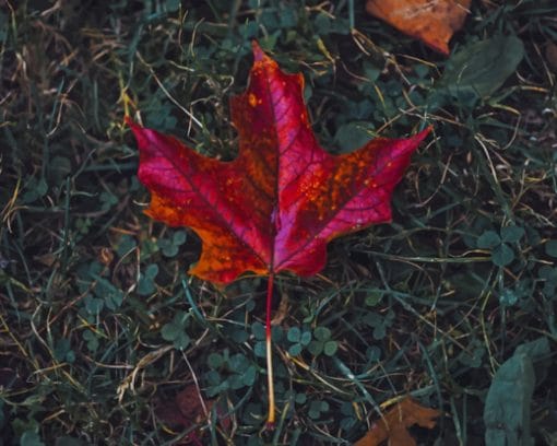 Red Maple Leaf In Fall paint by numbers