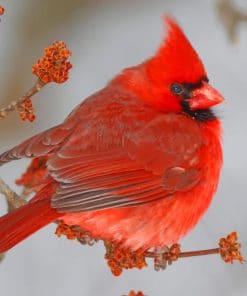 Red Northern Cardinal Bird paint by numbers