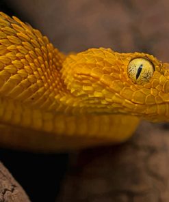 Reptile Atheris Squamigera Bush Viper paint by numbers