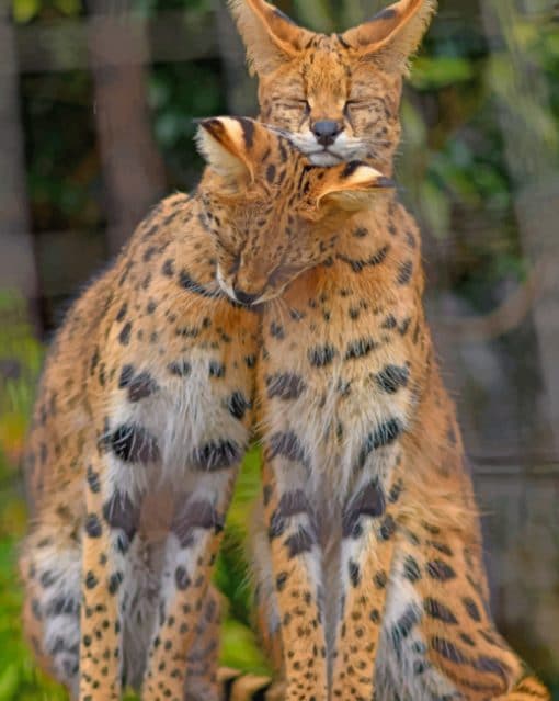 Savannah Cats paint by numbers