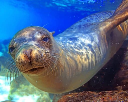 Sea Lion Galapagos Island paint by numbers