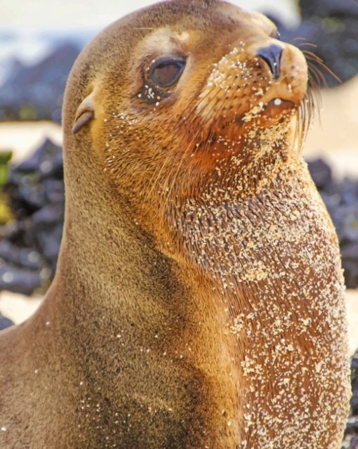 sea lion paint by numbers