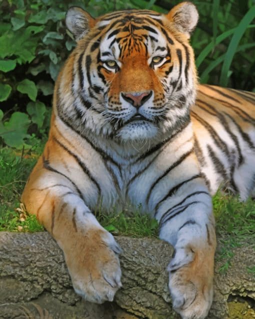 Siberian Tiger paint by numbers