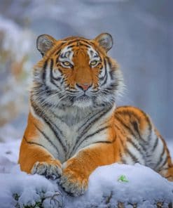 Siberian Tiger paint by numbers