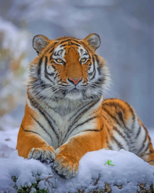 Siberian Tiger paint by numbers