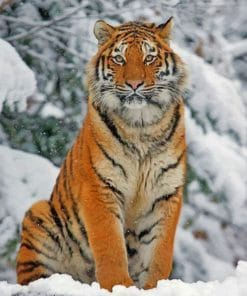 Siberian Tiger In The Snow paint by numbers