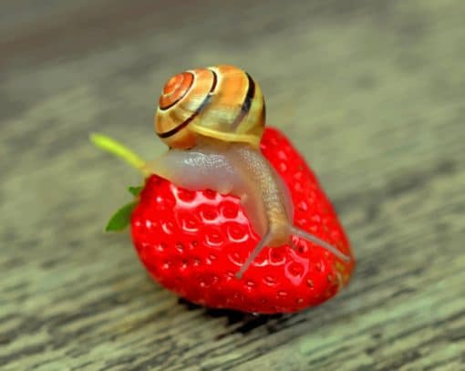 Snail On Strawberry paint by numbers