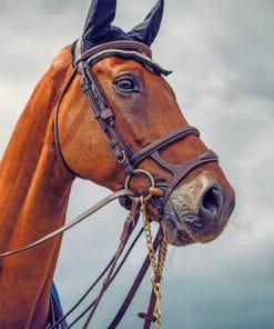 Sorrel Horse Face paint by numbers