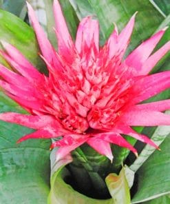 Striped Plant With Pink Flower paint by numbers