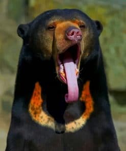 Sun Bear Animal - Paint By Numbers