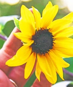 Sunflower In Hand paint by numbers