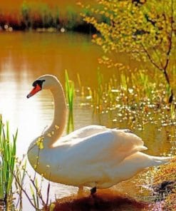 Swan In A Lake paint by numbers