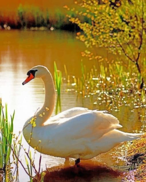 Swan In A Lake paint by numbers