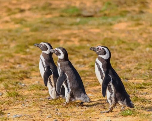 Three Black Penguin Birds paint by numbers