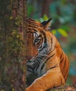 Tiger In The Forest paint by numbers