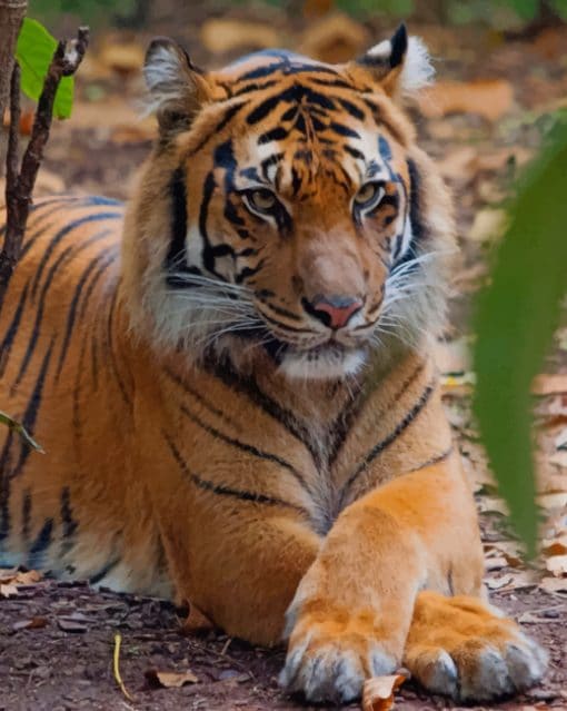 Tiger Relaxing In The Forest paint by numbers