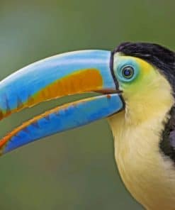 Toucan Colorful Bird paint by numbers