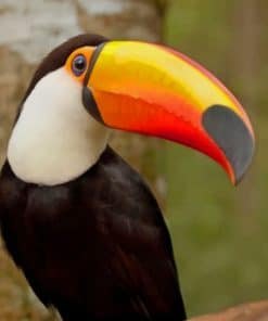 Toucan Bird paint by numbers