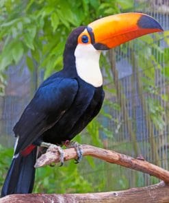 Toucan Bird paint by numbers