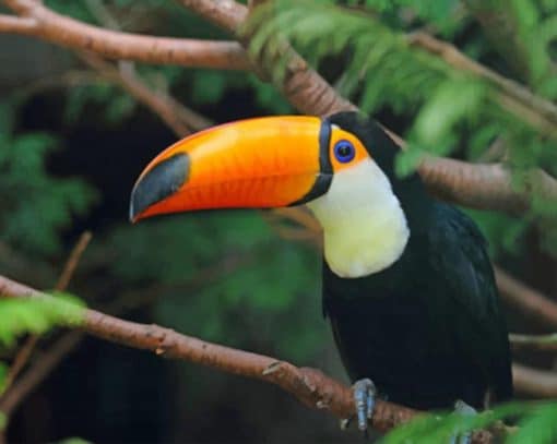 Toucan Standing Tree Branch paint by numbers