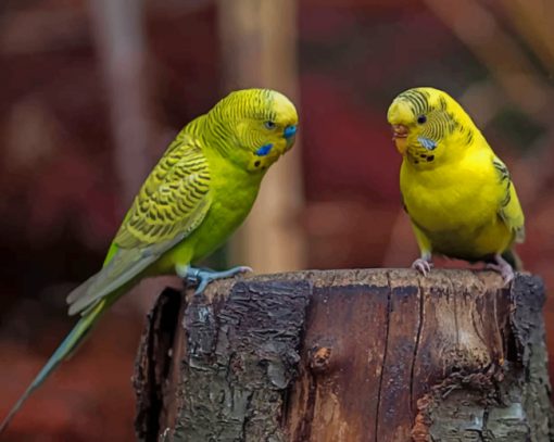 Two Yellow Budgerigars Budgie Birds paint by numbers