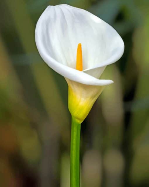 White Lily Flower paint by numbers