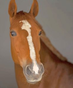 White And Brown Horse paint by numbers