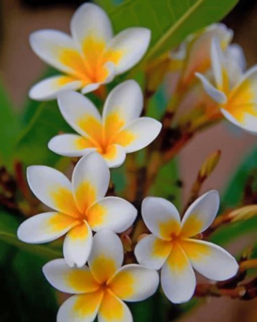 White And Yellow Flowers paint by numbers