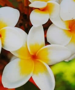 White And Yellow Flowers paint by numbers