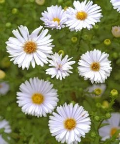 White Aster Flower paint by numbers