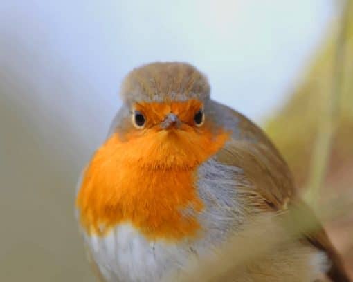 White Orange And Gray Bird paint by numbers