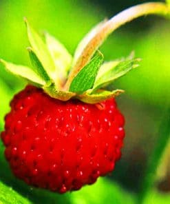 Wild Strawberry Ripe paint by numbers