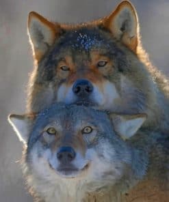 Wolf Couple paint by numbers