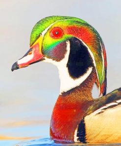 Wood Duck paint by numbers