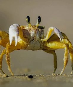 Yellow And Brown Crab Standing On Gray Sand Beach paint by numbers