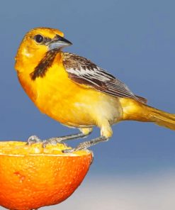 Yellow And Brown Sparrow On Sliced Orange paint by numbers