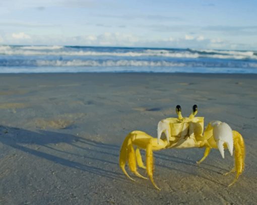 Yellow Crab On Beach paint by numbers