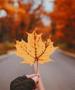 Yellow Maple Leaf On A Country Road paint by numbers