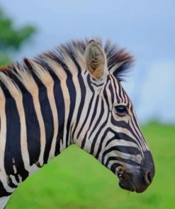 Zebra Field Covered With Green Grass paint by numbers