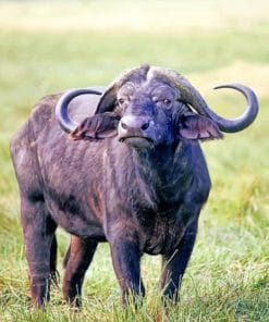 African Buffalo Animal Paint by numbers