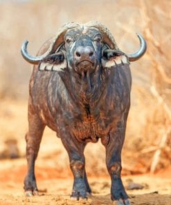 African Buffalo Paint By numbers