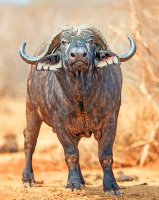 African Buffalo Paint By numbers