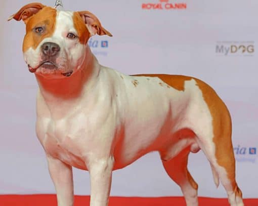 American Staffordshire Terrier Paint by numbers