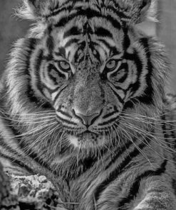 Black And White Tiger paint by numbers